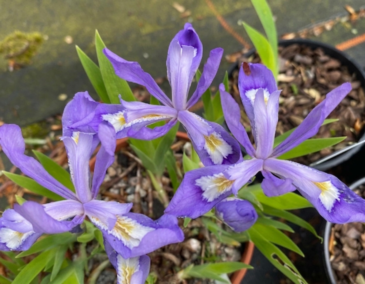 Iris cristata x lacustris